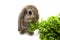 Rabbit and lettuce