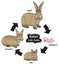 Rabbit Life Cycle Infographic Diagram