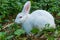 Rabbit ,little rabbit eating leaf of Thailand.