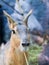 Rabbit with long ears looks carefully, hare on a blue background, portrait of an easter hare