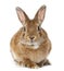 Rabbit lying against white background