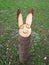 Rabbit made from wood