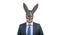 Rabbit man wear sexy bdsm fetish mask in formalwear isolated on white, playboy