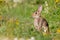 Rabbit in meadow