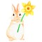 Rabbit with narcissus. Watercolor illustration. Isolated on a white background. For design