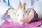 Rabbit needs veterinary care, sick and injured bunny pet has check-up at a vet clinic, hand of doctor wearing gloves gently