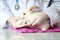 Rabbit needs veterinary care, sick and injured bunny pet has check-up at a vet clinic, hand of doctor wearing gloves gently