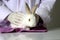 Rabbit needs veterinary care  white bunny pet has check-up at a vet clinic  hands wearing gloves with white rabbit