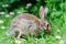 rabbit nibbling food, green grass and flowers around