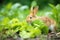 rabbit nibbling on fresh green lettuce