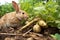 a rabbit nibbling on a root vegetable