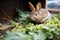 rabbit nibbling on winter greens in a hutch