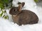 Rabbit, Oryctolagus cuniculus, in Deep Snow in Victoria on Vancouver Island, British Columbia, Canada