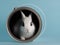 Rabbit in a paint bucket
