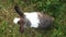 Rabbit palying around green grass FullHd 1080P