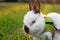 Rabbit in a park on a leash  portrait  bunny