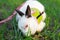 Rabbit in the park picnic  pet   fluffy funny