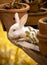 Rabbit peeking out from the muddy water pool. Cute furry white bunny with long ears and red eyes close up photo