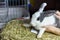 Rabbit pet sitting on her dry grass food, Gray healthy bunny and fresh harvest straw hay.