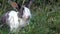 Rabbit playing around green grass FullHd 1080P