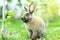 A rabbit is playing and eating grass on the ground at the park