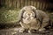 Rabbit portrait closeup in nature