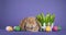 Rabbit on purple background