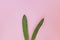 Rabbit rabbit ears made of natural green leaves on a pink background. Symbol of the spring of the Orthodox and Catholic holidays.