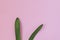 Rabbit rabbit ears made of natural green leaves on a pink background. Symbol of the spring of the Orthodox and Catholic holidays.