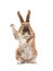 Rabbit with raised paw for setting your content is isolated on a white