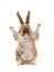 Rabbit with raised paws for setting your content is isolated on a white