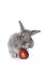 Rabbit with red apple