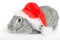 Rabbit in red cap of Santy