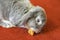 Rabbit on red carpet, funny animals, pets in uk home.