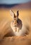 Rabbit running on dry grass in the desert, Namibia. AI Generative