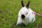 Rabbit runs on the lawn walk decorative