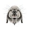 The rabbit`s head full face symmetrical, sketch vector