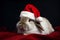 Rabbit in a Santa hat is waiting for the holiday of the new year and Christmas