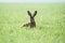 The rabbit sits in a green field