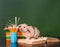 Rabbit sitting on the books near empty green chalkboard