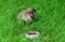 The rabbit is sitting next to the plastic bowl of the dried rosehip on the grass