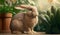 a rabbit sitting next to a potted plant and a potted plant with a green plant in the corner of the picture and a green plant in