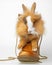 Rabbit sitting in a shoe