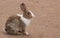 Rabbit sitting on yellow sand