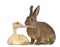 Rabbit sniffing duckling