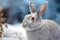 Rabbit in a snowy winter landscape with falling snow