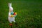 A rabbit souvenir with Easter painted eggs on the green grass. Little Bunny with basket