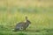 Rabbit in spring flowers. Cute rabbit with flower dandelion sitting in grass. Animal nature habitat, life in meadow. European rabb