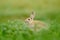 Rabbit in spring flowers. Cute rabbit with flower dandelion sitting in grass. Animal nature habitat, life in meadow. European rabb