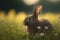 Rabbit in a spring meadow scene, generative ai